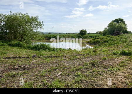 Erhaltung Lebensraum Teich auf landwirtschaftlichen Flächen. Stockfoto