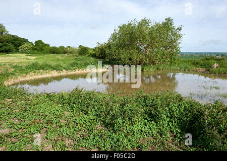 Erhaltung Lebensraum Teich auf landwirtschaftlichen Flächen. Stockfoto