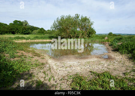 Erhaltung Lebensraum Teich auf landwirtschaftlichen Flächen mit niedrigem Wasserstand aufgrund der Trockenheit. Stockfoto