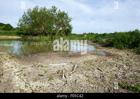 Erhaltung Lebensraum Teich auf landwirtschaftlichen Flächen mit niedrigem Wasserstand aufgrund der Trockenheit. Stockfoto