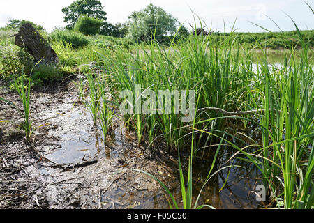 Erhaltung Lebensraum Teich auf landwirtschaftlichen Flächen mit etablierten Schilf. Stockfoto