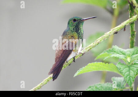 Schöne verschneite bauchige Kolibri thront auf einem Bervena Blume Ast Stockfoto