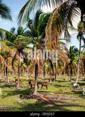 Pferde grasen auf ein Feld von Palmen, in der Nähe von Jericoacara Brasilien Norden Brasiliens Stockfoto