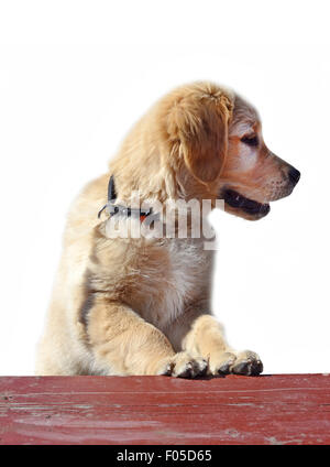 Golden Retriever Welpe, stehend in Profil isoliert auf weiss. Stockfoto