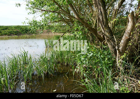 Erhaltung Lebensraum Teich auf landwirtschaftlichen Flächen mit etablierten Schilf und Weiden. Stockfoto