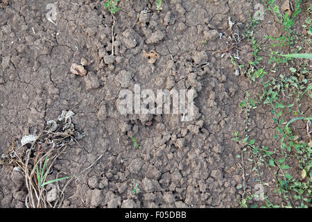 trockene rissige Erde hautnah Stockfoto