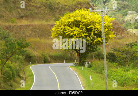 Schöne Macano Baum von der Seite der Bergstraße in Panama Stockfoto