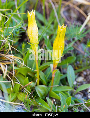 Gentiana (wahrscheinlich Acaulis - Koch). Alpen. Stockfoto