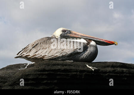 Brauner Pelikan (Pelecanus Occidentalis) ruht auf Felsen, Puerto Egas auf Insel Santiago / San Salvador-Insel, Galápagos-Inseln Stockfoto