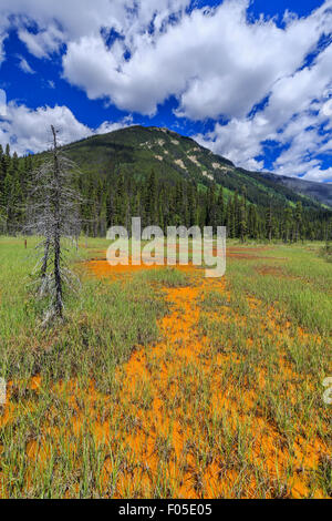 Ocker gefärbt Farbtöpfe, Kootenay National Park, Britisch-Kolumbien, Kanada Stockfoto