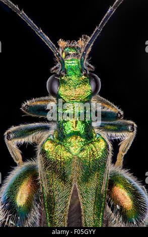 Oedemera Nobilis. Dicken Beinen Blume Käfer, männlich. hohen Makro Ansichten zeigen grüne schillern Stockfoto