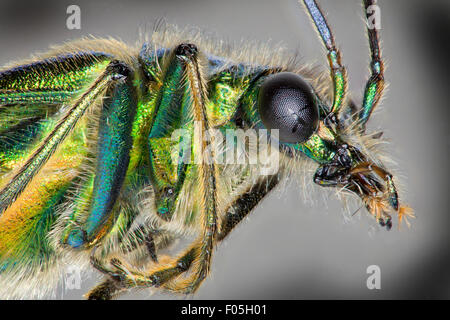 Oedemera Nobilis. Dicken Beinen Blume Käfer, männlich. hohen Makro Ansichten zeigen grüne schillern Stockfoto