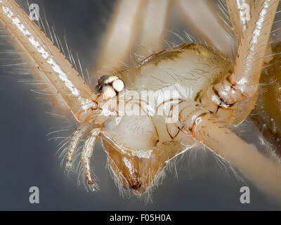 Pholcus Phalangioides, Daddy Long-Legs Spinne, Urvater langen Beinen Spinne, Tischler Spinne, Daddy Long-Legs, Kopf detail Stockfoto