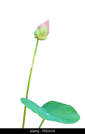 Lotus und Blatt isoliert auf weißem Hintergrund Stockfoto