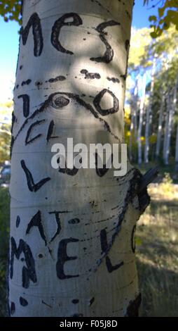 Geschnitzte Aspen Stockfoto