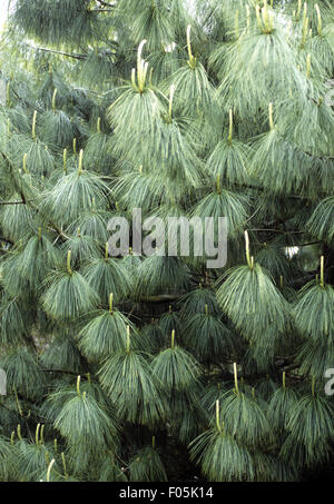 Kiefer; Pinus Wallichiana; Traenen-Kiefer, Stockfoto