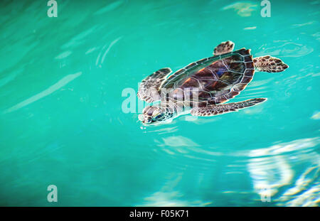 Nahaufnahme von niedlichen Baby-Schildkröte im türkisfarbenen Wasser Stockfoto