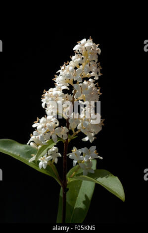 Ligusterbluete, Blueten, ausschlagfähige; Ligustrum; Vulgare; Stockfoto