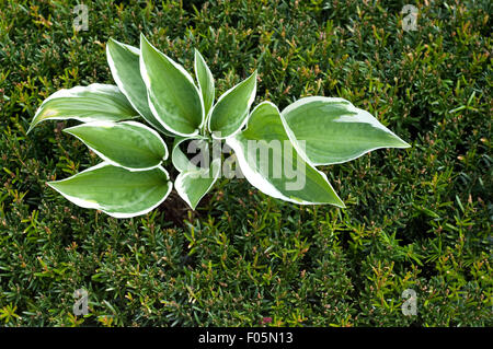 Mini-Eibe, Taxus Baccata, Stockfoto