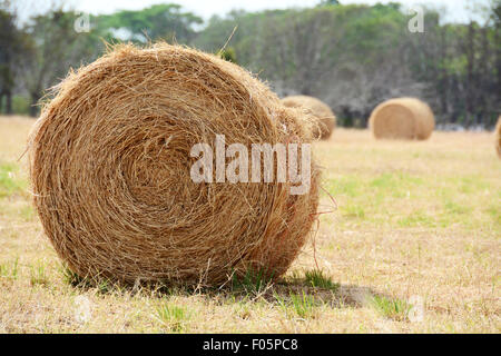 Großen Heuballen Ernte Gebiet Stockfoto