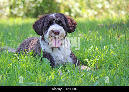 Eine niedliche braune und weiße Portugiesischer Wasserhund liegen in einem Bereich an einem heißen Tag im Sommer keuchend Stockfoto