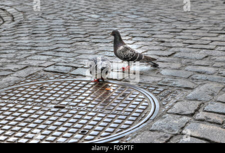 Tauben, die auf der Suche nach Nahrung auf einer Straße in der Nähe der grand Place in Brüssel Belgien Stockfoto