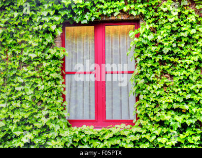 Aufnahme eines Fensters umgeben mit grünen Blättern einer Schlingpflanze Rebe Pflanze hautnah Stockfoto