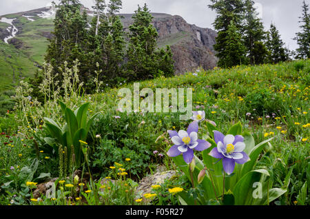 Lila und weißen Akelei Blüte in einem Feld von Wildblumen in das Eis Seebecken in der Nähe von Silverton Colorado Stockfoto
