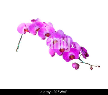 Natürliche Orchideenblüten isoliert auf weißem Hintergrund. Stockfoto