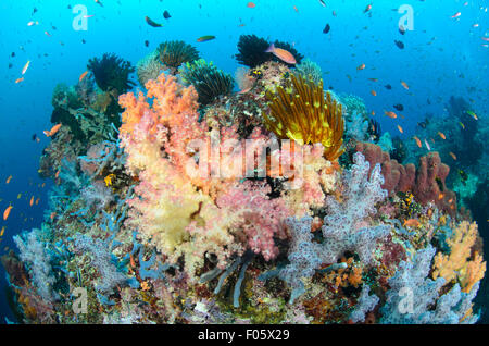 Farbenfrohe Weichkorallen, Dendronephthya sp. Und mehrere Arten tropischer Fische, Four Kings, Misool Region, Raja Ampat, Indonesien Stockfoto