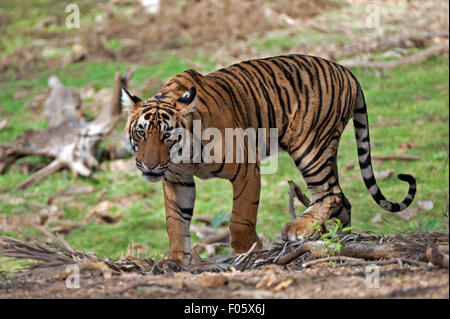 Das Bild wurde aufgenommen in Ranthambore Nationalpark-Indien Stockfoto