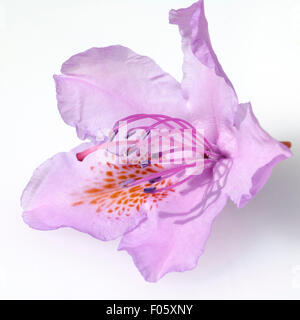 Rhododendronbluete; Stockfoto