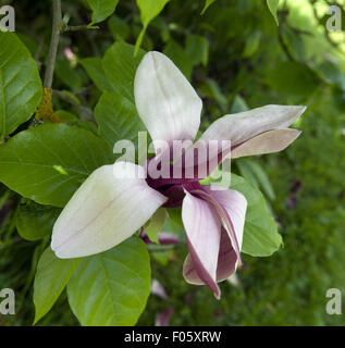 Schirm-Magnolie; Magnolia tripetala Stockfoto