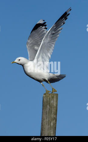 gemeinsamen Möve Larus Canus Cairngorms National Park Highlands Schottland Stockfoto