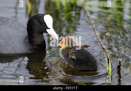 Blässhuhn Fulica Atra Fütterung junger norfolk Stockfoto