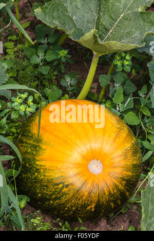 Orange und grün wachsende Kürbis in einem Garten Stockfoto