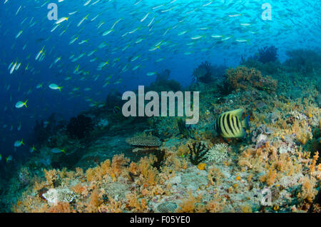 Gelben tailed Füsiliere, Caesio Cuning, Schwimmen über eine sechs gebänderten Angelfsih, Pomacanthus Sexstriatus und Orangen Weichkorallen Stockfoto