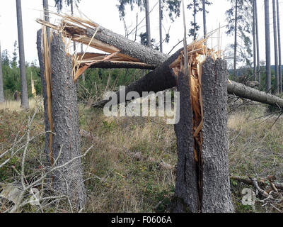 Windbruch, Windwurf, Fichtenwald, Stockfoto