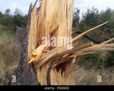 Windbruch, Windwurf, Fichtenwald, Stockfoto