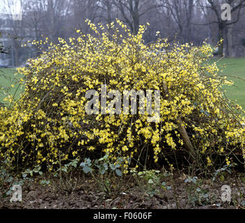 Winterjasmin Jasminum, Nudiflorum, Stockfoto