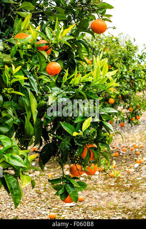 Orangenbaum mit reifen Früchten in einem Garten Stockfoto