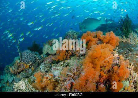 Ein einsamer Büffelkopf Papageienfische, Bolbometopon Muricatum, schwimmt ein orange weichen Korallen bedeckt-Hang, Dendronephthya sp entlang Stockfoto