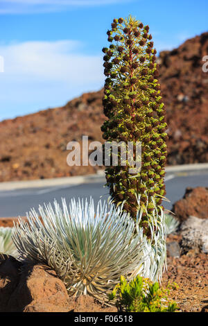 Argyroxiphium Sandwicense Subspecies Macrocephalum, den Haleakala-Silversword ist eine seltene Pflanze, Teil der Familie der Korbblütler Asteraceae. Stockfoto