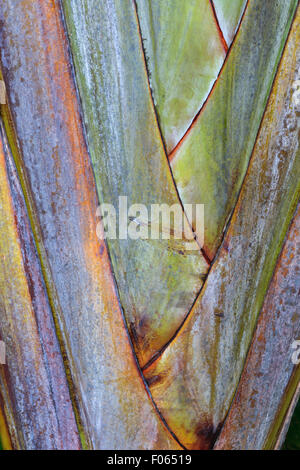 Detail einer Ravenala Madagascariensis, allgemein bekannt als Baum des Reisenden oder Traveler Palm, ist eine Pflanzenart aus Madagasc Stockfoto