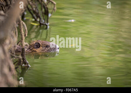 Bisamratte im Wasser versteckt zwischen den Wurzeln eines Baumes in Feuchtgebieten Stockfoto