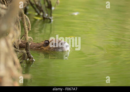 Bisamratte im Wasser versteckt zwischen den Wurzeln eines Baumes in Feuchtgebieten Stockfoto