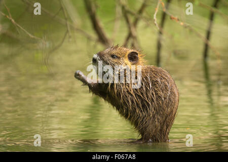 Bisamratte im Wasser versteckt zwischen den Wurzeln eines Baumes in Feuchtgebieten Stockfoto