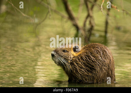 Bisamratte im Wasser versteckt zwischen den Wurzeln eines Baumes in Feuchtgebieten Stockfoto