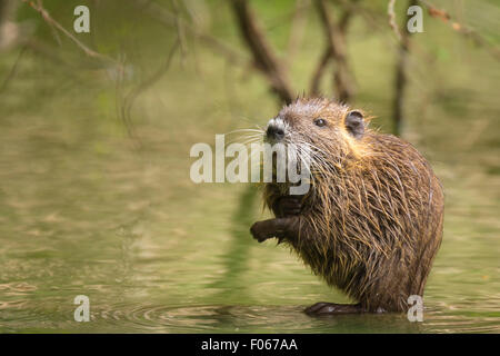 Bisamratte im Wasser versteckt zwischen den Wurzeln eines Baumes in Feuchtgebieten Stockfoto