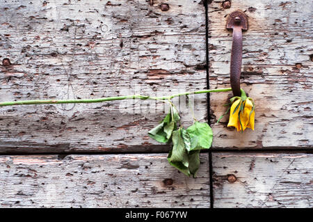 Klopfer und welke gelbe Rose Blume auf Holztür. Stockfoto